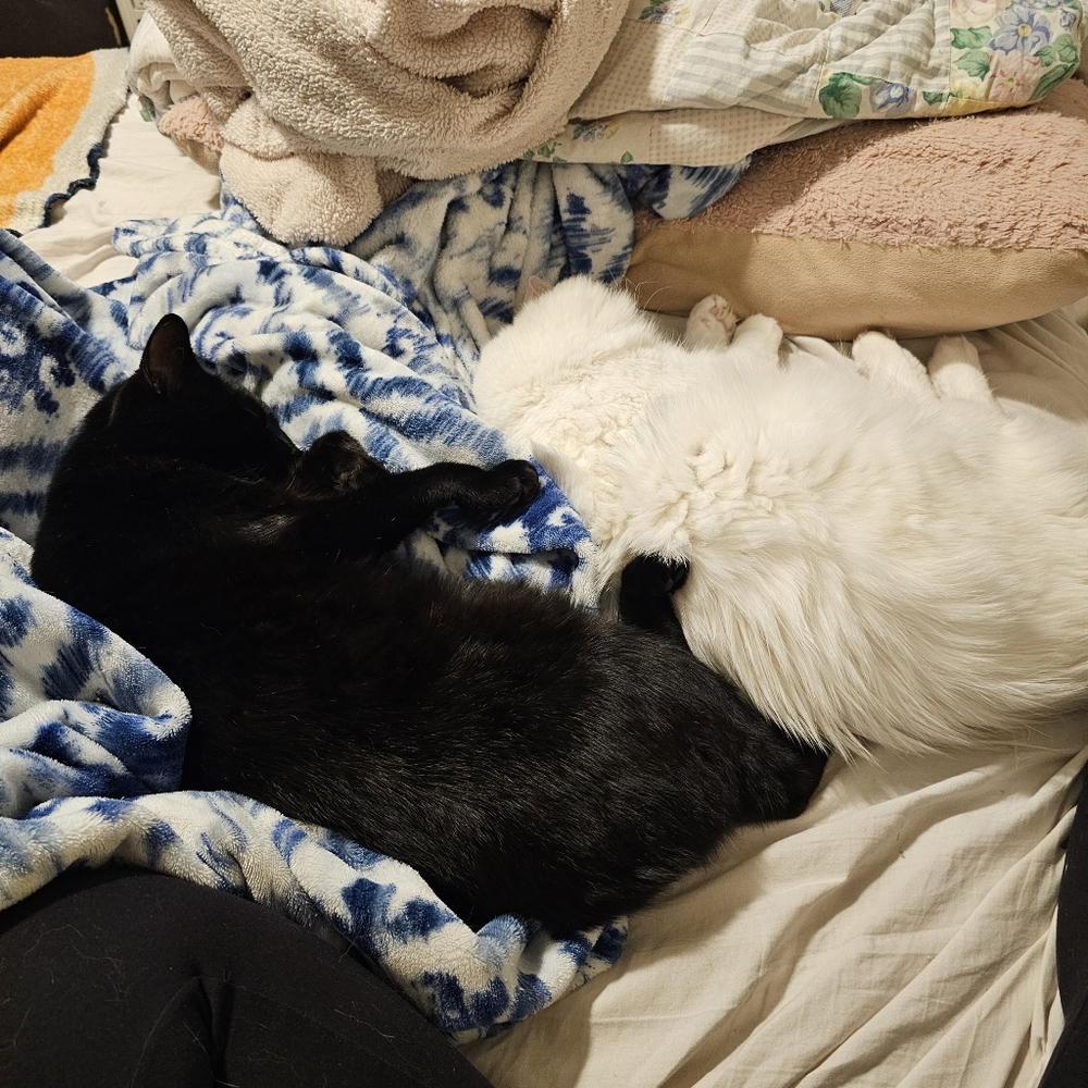 😻My Helpers 😻 - Picture 12 of 16